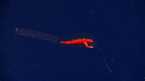 Siphonophore