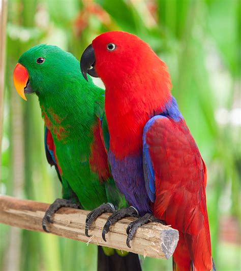 Eclectus Parrot | Animal Database | Fandom