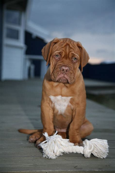 17 Best images about French Mastiff on Pinterest | Leather dog collars, French mastiff puppies ...