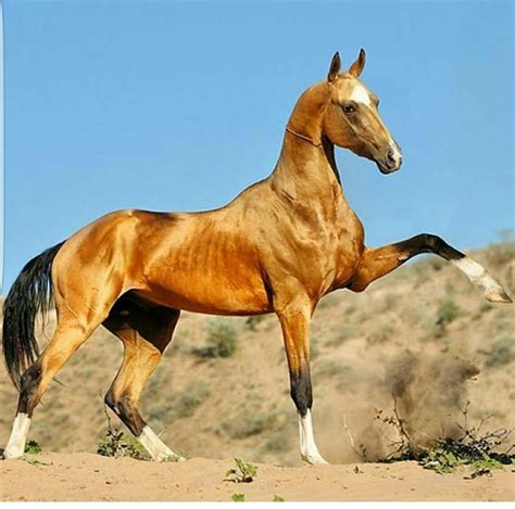 Buckskin Akhal Teke - #Akhal #Buckskin #teke | Schönste pferde, Hübsche pferde, Pferde