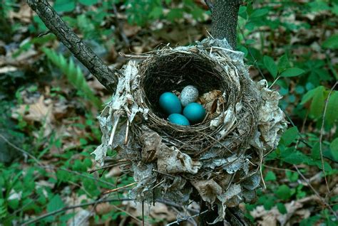 Animal Photograph - Thrush Nest With Cowbird Egg by Jeffrey Lepore | Decoupage art, Architecture ...