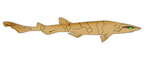 Cyndle the chain Catshark by zavraan on DeviantArt