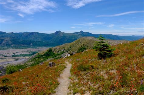 Mt St Helens Wildflowers | Colleen Easley