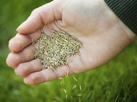 How to Grow Grass in the Shade | how-tos | DIY