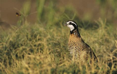 How Working Lands Are Bringing Back Bobwhite Quail | Theodore Roosevelt ...