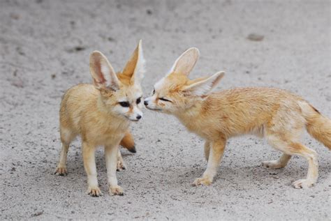 Fennec fox | Fennec fox @ everland.korea | IN CHERL KIM | Flickr