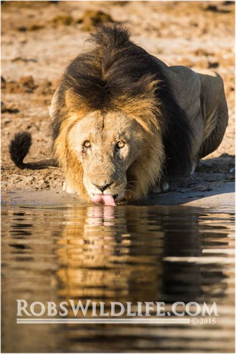 Lion Drinking Water Photography Print, Lion Photography, Lion Wall Art, Lion Decor, Large Lion ...