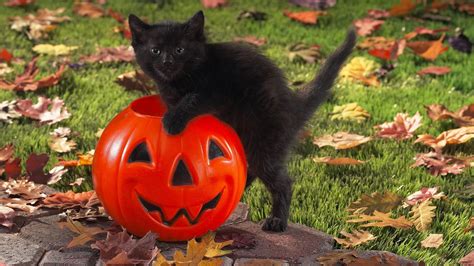 Desktop background halloween cat hd pics photos cute beautiful pure