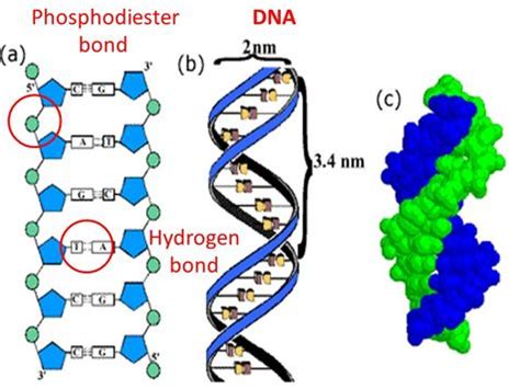 Dna Model Labeled With Hydrogen Bonds