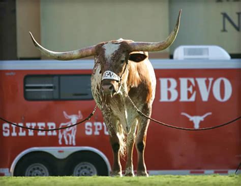 UT introduces new mascot BEVO XV