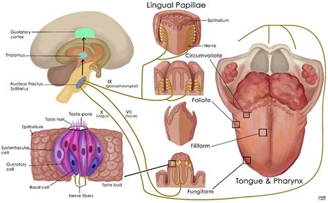 Schematic representation of the normal gustatory apparatus, its nerve ...