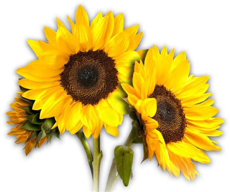 Girasol PNG