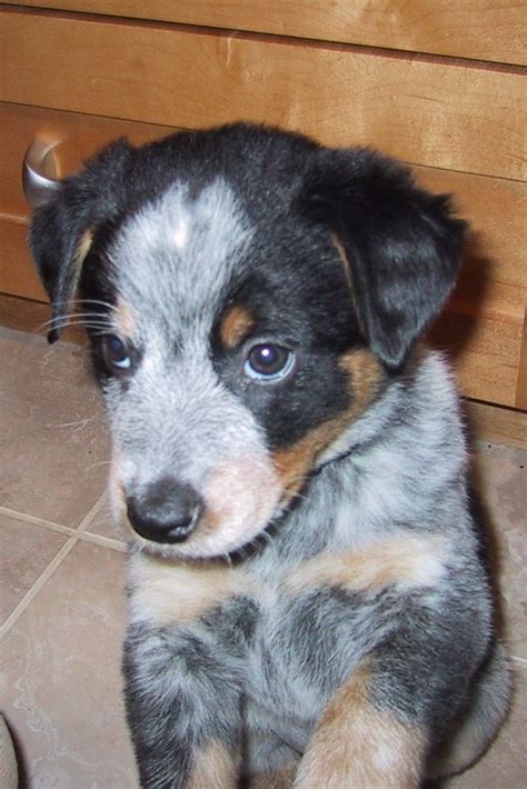 Blue Heeler Mix Puppies Near Me - alligator fish aquarium