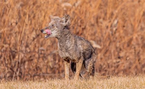 Mangy Coyote Pups Rescued From Rosehill Cemetery And Being Treated ...