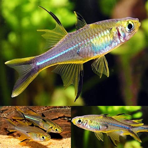 Aquarium Central -Rainbow - Madagascar Rainbow (Bedotia madagascarensis) 4cm - Aquarium Central