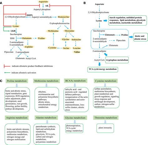 Frontiers | Connections Between Amino Acid Metabolisms in Plants ...