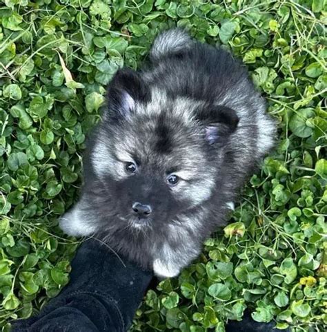 15 Photos Of Keeshond Puppies That Make Everyone's Heart Melt ...