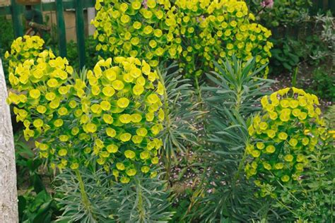 How to Grow and Care for Euphorbia | Gardener’s Path