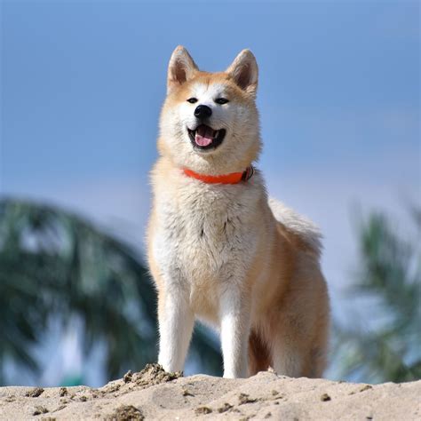 Akita Inu Guard Dog: Tại sao chúng là giống chó bảo vệ tuyệt vời cho ...