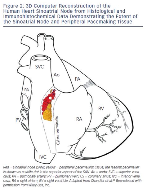 Biology of the Sinus Node and its Disease | AER Journal