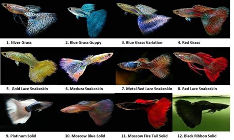 images of GUPPY fish of different breeds with names - Yahoo Image Search results Red Grass ...