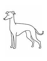 Italian Greyhound coloring Page  Free Printable Coloring Pages sketch template
