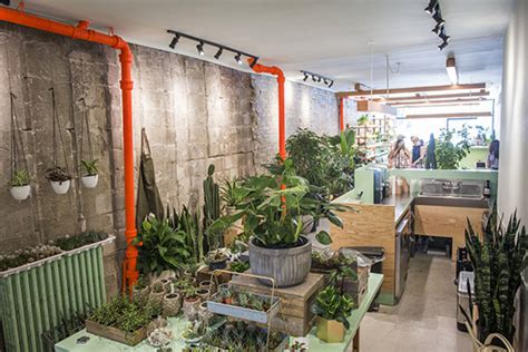 The top 10 stores for indoor plants in Toronto