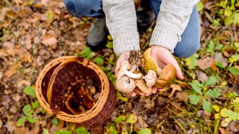 Responsible Mushroom Hunting - Earth911