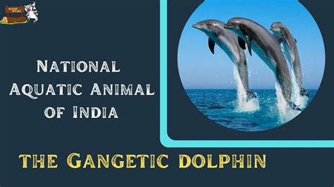 National Aquatic Animal of India - Gangetic River Dolphin