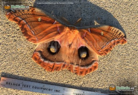 Polyphemus Moth