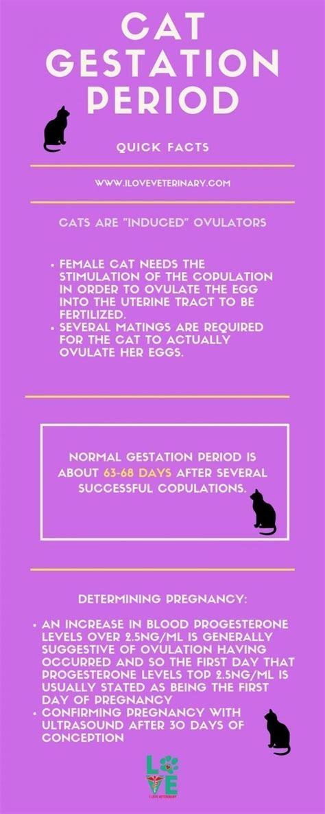 What Is A Cat Gestation Period