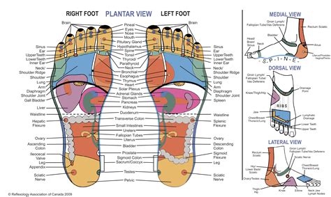 Foot Reflexology - Dr. Brenda Harmony Health & Healing, Inc. Sarasota, Bradenton FL