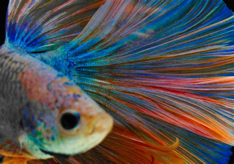 Betta Fish Colors & Patterns: Common (& Rare) Ones Revealed