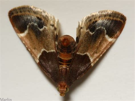 Meal Moth - Pyralis farinalis - North American Insects & Spiders