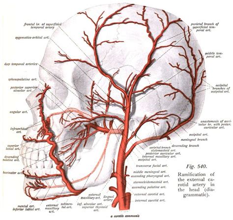 Deep temporal arteries | Arteries anatomy, Dental anatomy, Medical anatomy