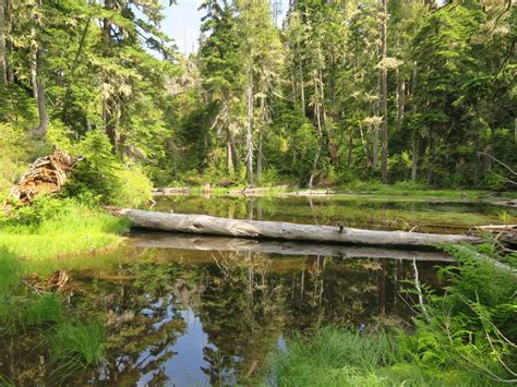 Tunnel Creek — Washington Trails Association