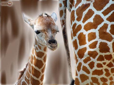 Cute Giraffe Backgrounds