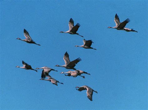 Why birds fly in a V-formation | 13wmaz.com