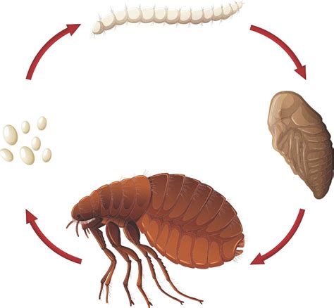 How to Get Rid of Fleas in the House Fast - Pest Brigade