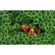 Clownfish Wallpaper - Download