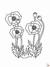 Poppies Coloring Pages Printable Free And Easy Options For Kids sketch template