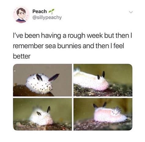 sea bunnies! : r/wholesomememes