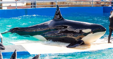 Tokitae the Orca to Be Freed After More Than 50 Years in Captivity