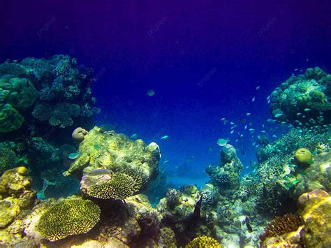 Under Water World At Maldives Backgrounds Tail Underwater Photo And Picture For Free Download ...