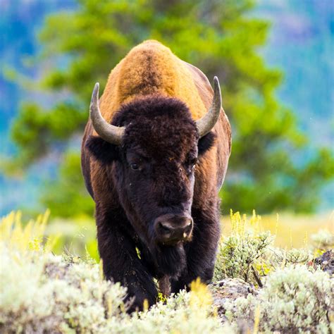 Bison Can’t Leave Yellowstone