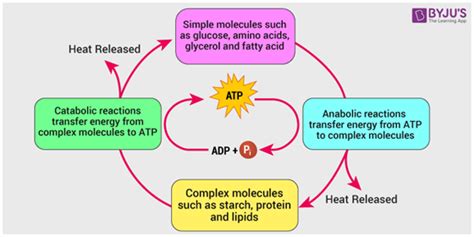 What Is Metabolism? - Definition, Types, Process