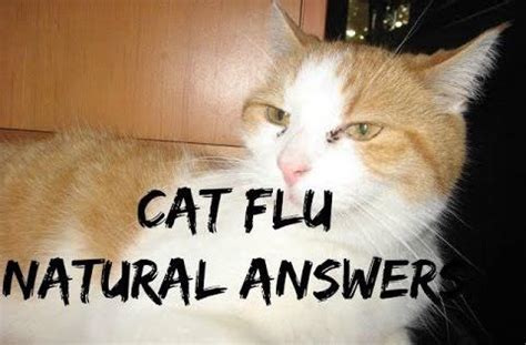 What Are the Symptoms of Cat Flu