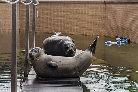 Woods Hole Science Aquarium Reopens to Public | NOAA Fisheries