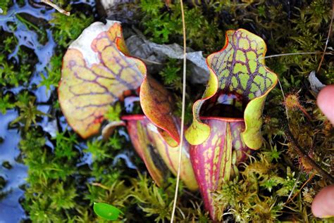 pitcher plant | Carnivorous plants, Pitcher plant, Plants