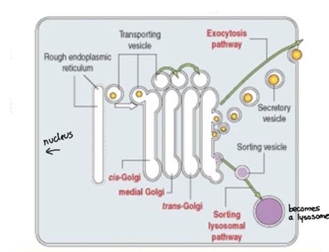 12. Cellular Organelles and Cytoplasm Flashcards | Quizlet